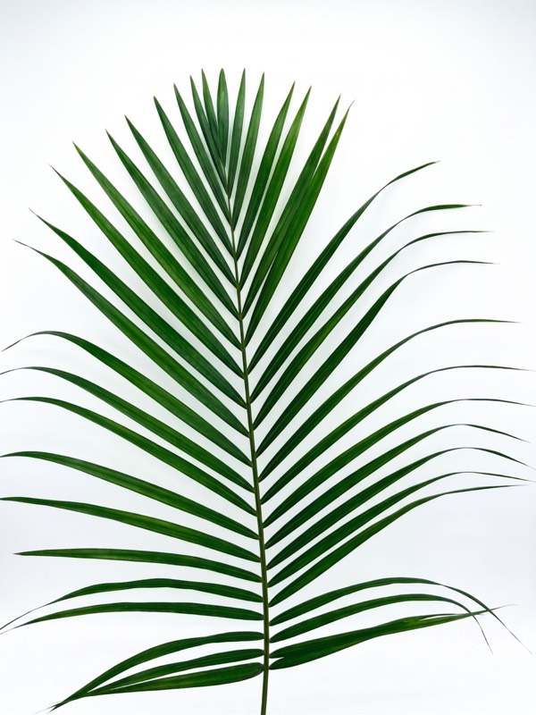 Areca Palm foliage
